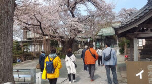 安心散歩の日